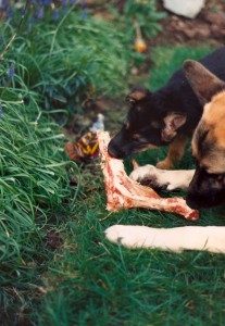 Dogs happily sharing a bone